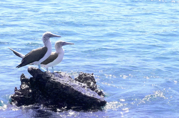 Galapagos Island Hopping Tours 5 7 9 Day