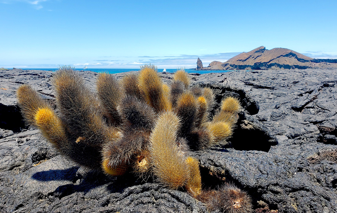 Cactus growing from lava rock in Bartolomé