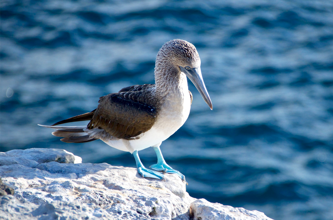 A blue footed boobie standing on a rock