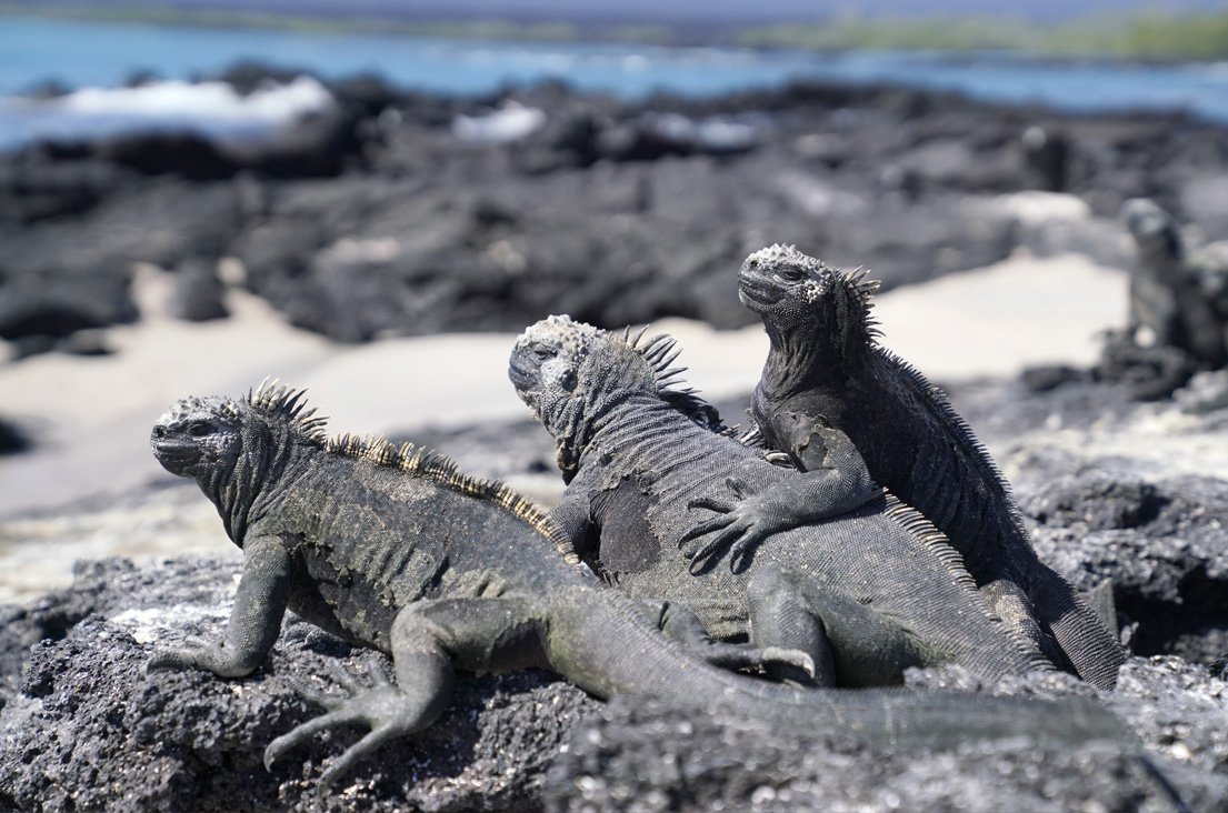 3 marine iguanas together on lava rock
