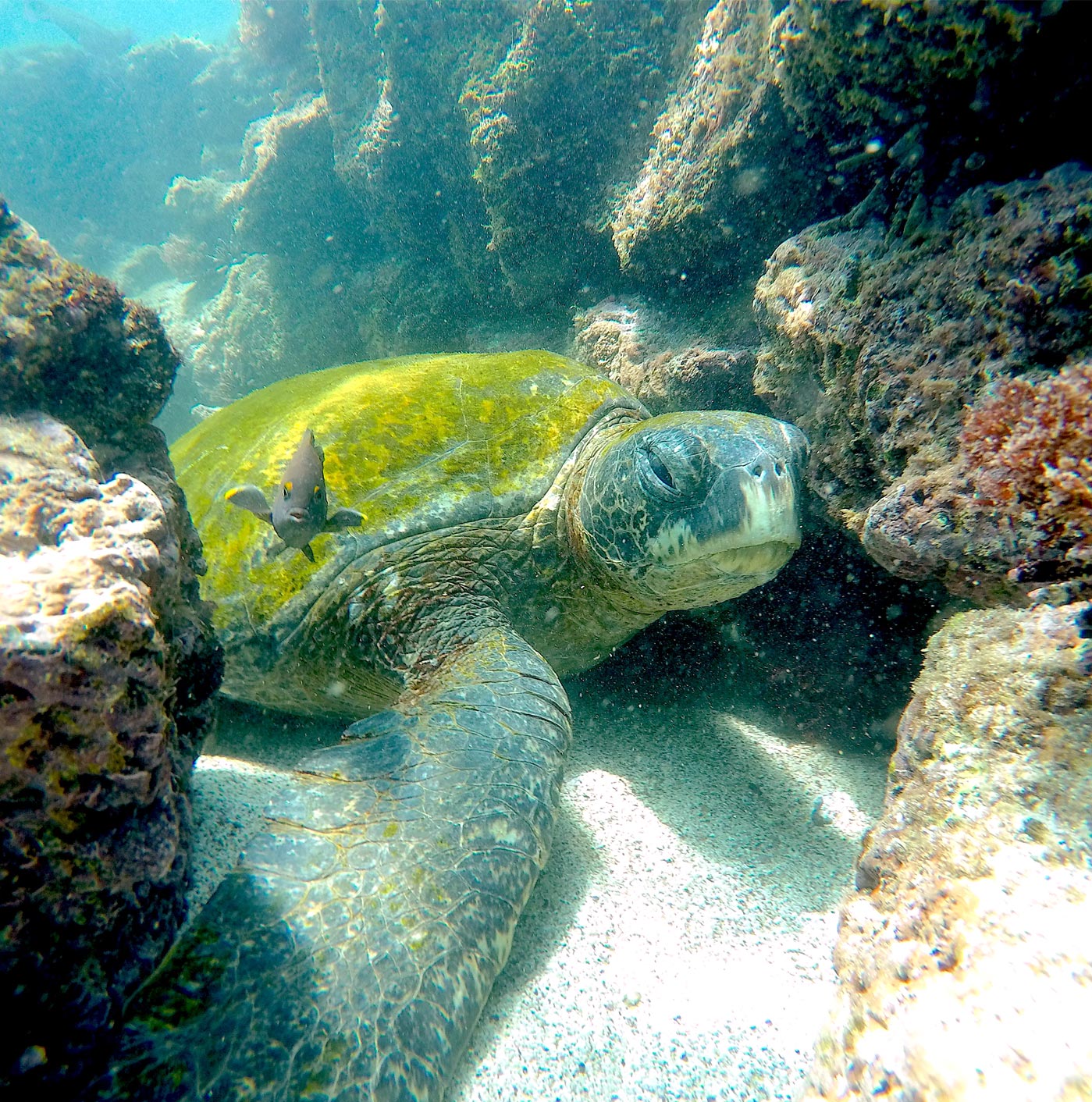 A sea turtle under the water between rocks