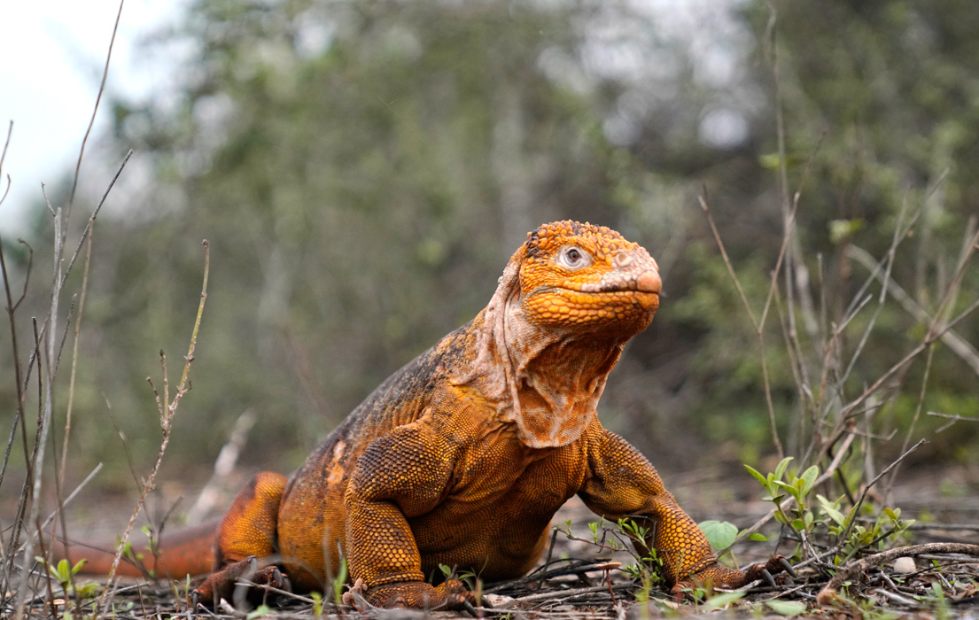 A land iguana standing up on it's front legs