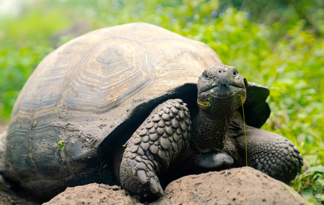 A Galapagos Giant Tortoise looking at the camera