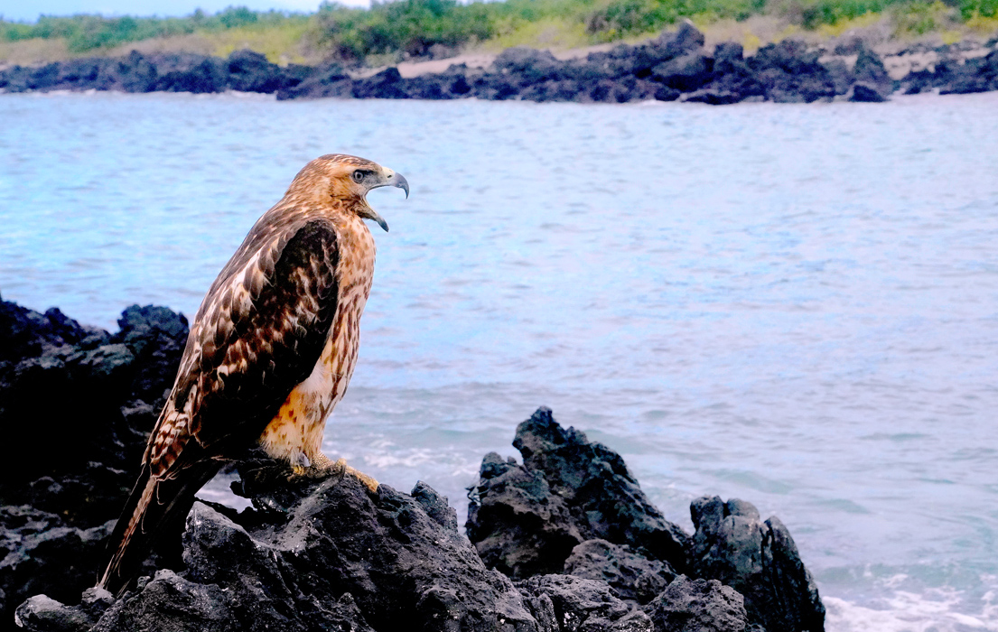 A Galapagos hawk sitting on lava rock at the sea edge