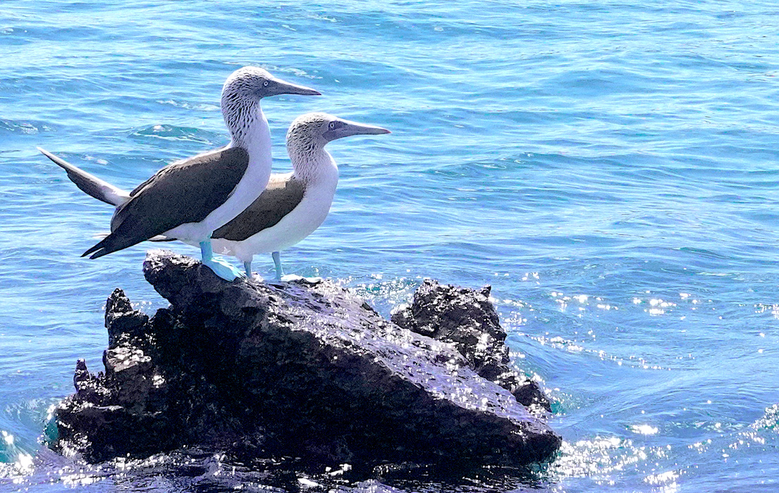 Two Blue Footed Boobies standing on a rock in the water