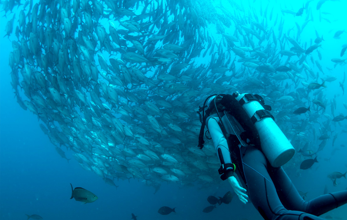 Scuba diver swimming up to a school ball of fish