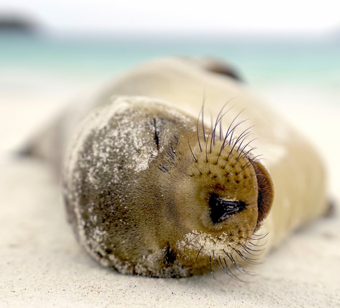 Close up of a Galapagos sea lion's face