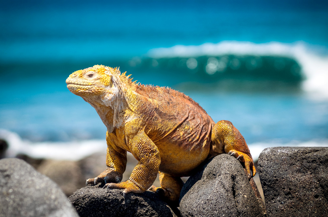 Galapagos land iguana on a rock by the sea
