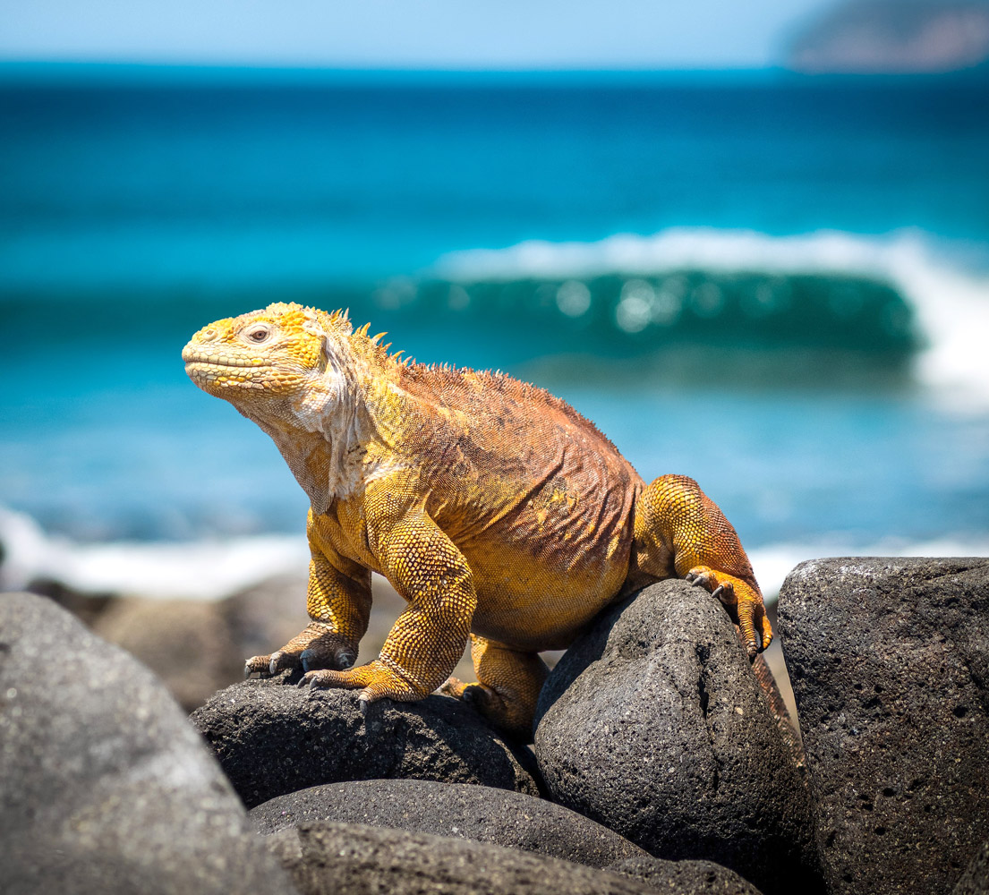 Galapagos land iguana on a rock by the sea