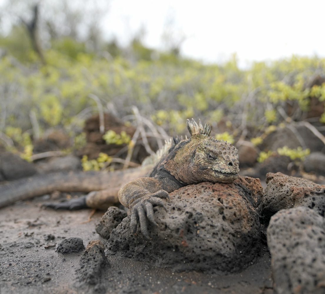 Marine iguana laying on a a lava rock