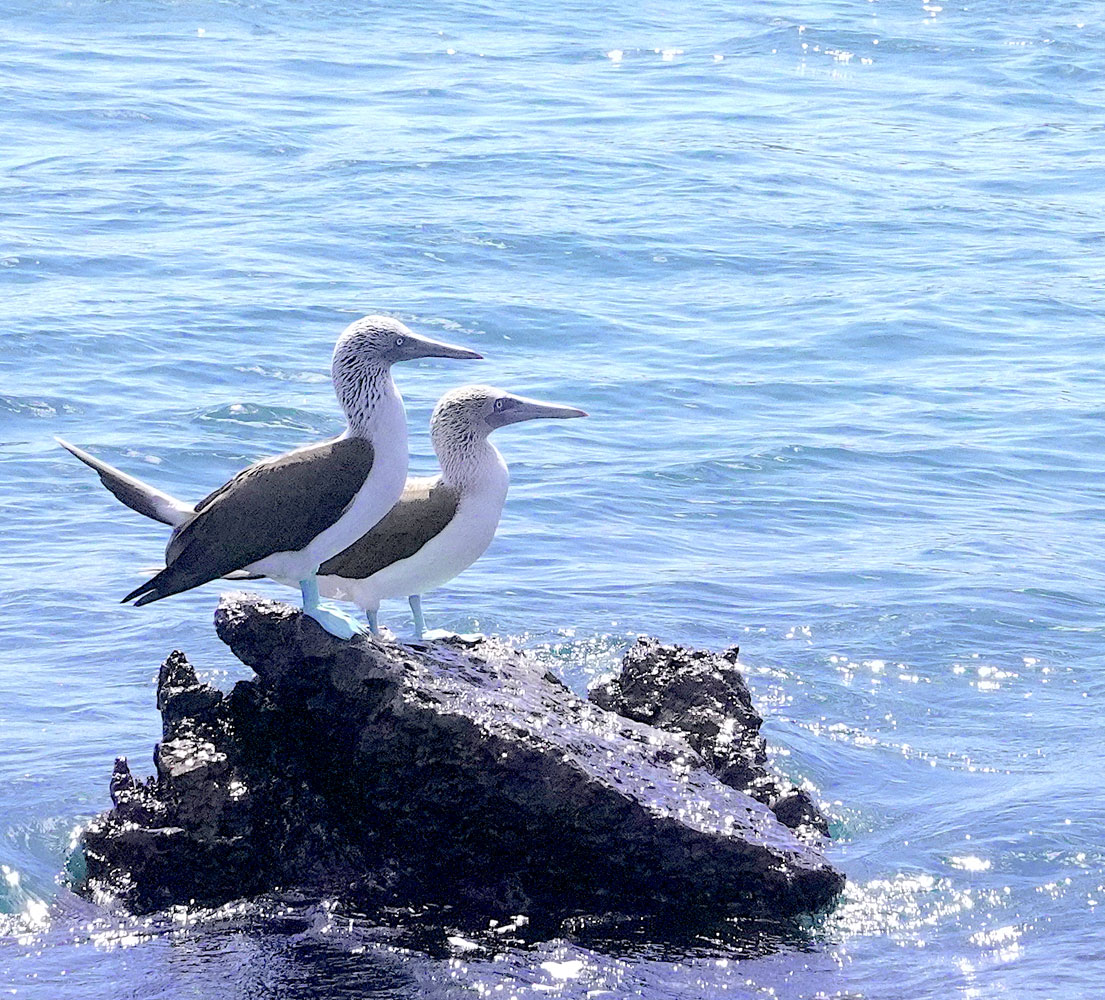 Two Blue Footed Boobies standing on a rock in the water