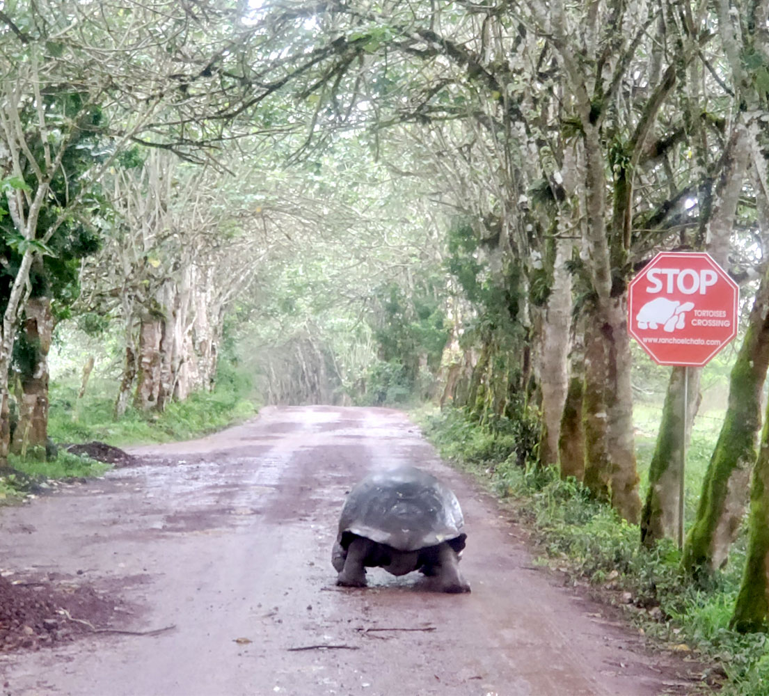 Giant Galapagos tortoise walking down a dirt street past a stop sign