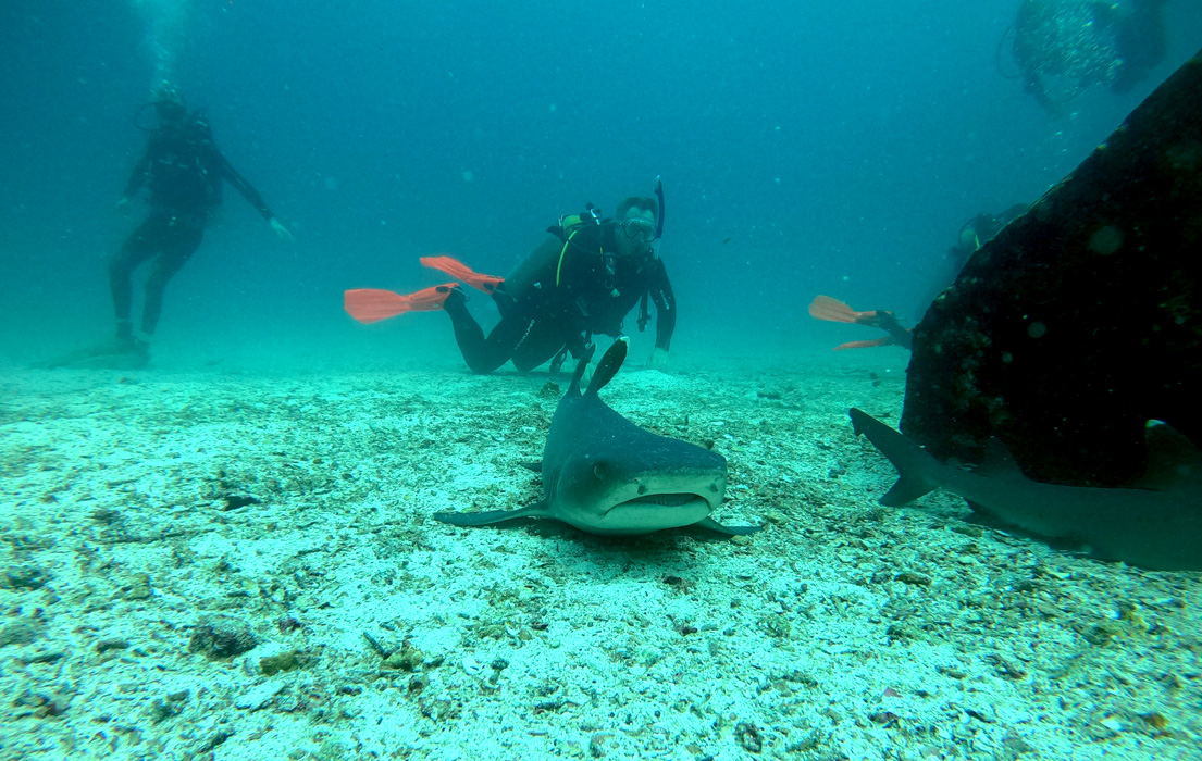 Scuba divers next to a shark