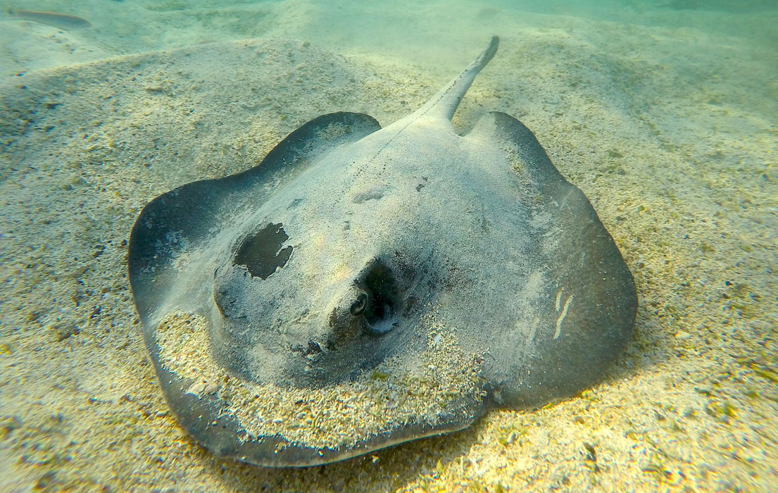 sting ray on the bottom of the sea covered in sand